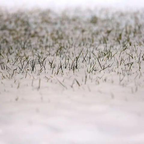 鸢都喜迎新年首雪 美景醉人