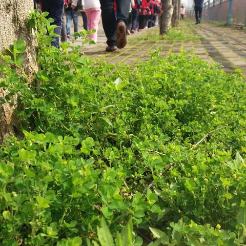 践行价值观，我们行动在路上——高校园区管理处中心小学四年级春游活动