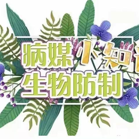 【抓好病媒生物防治，为师幼健康保驾护航】——西安浐灞恒大江湾幼儿园