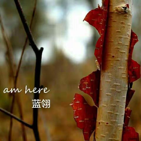 美的盛宴——蓝翎作品精编