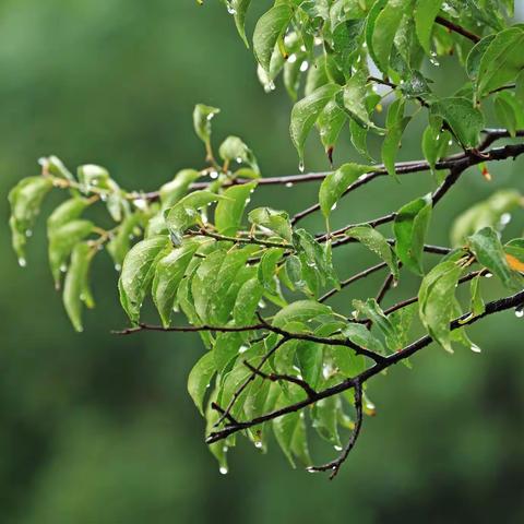 秋雨，秋声