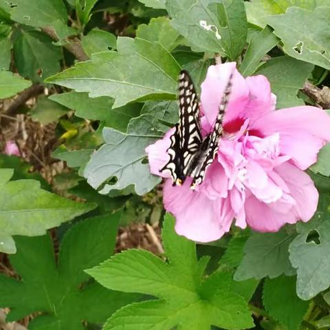 2017年9月桂花飘香的家长会。