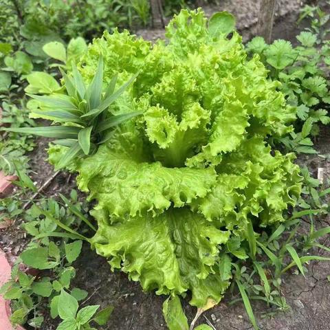 呵护自然，快乐除草