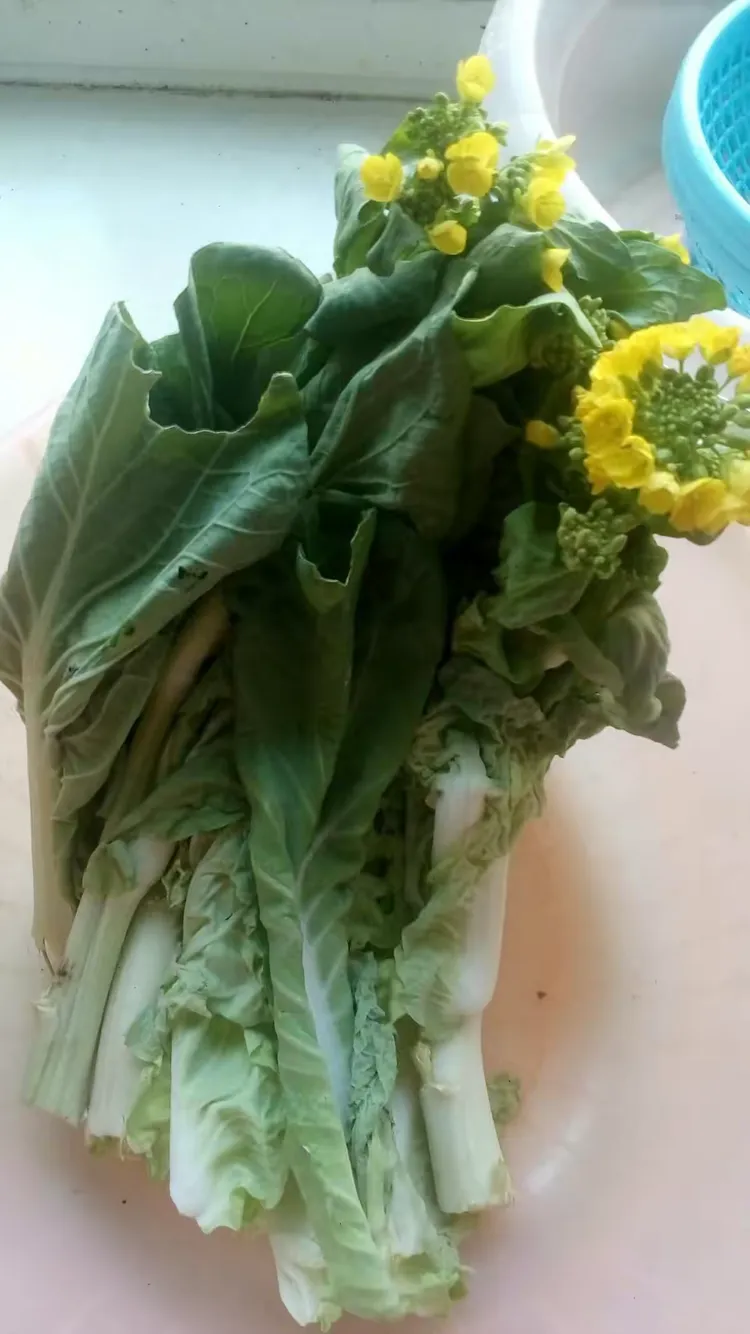 一束菜心的花语