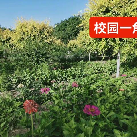 时逢小暑节，又至期末时一一裴家营一贯制学校第二十周值周总结