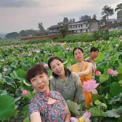 映日荷花别样红花美人美心情美