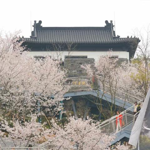 樱花季节的观音门