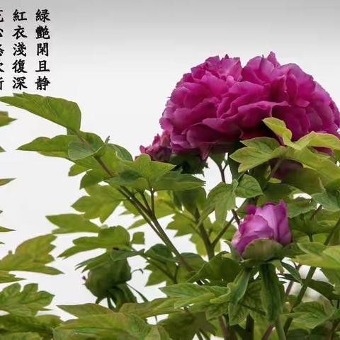 牡丹花开🌸