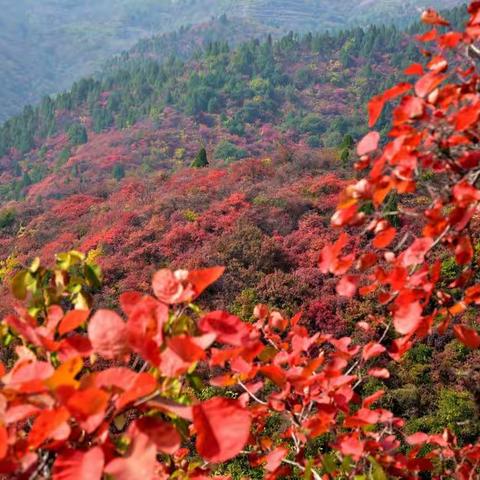 金秋十月畅游韩城香山红叶景区