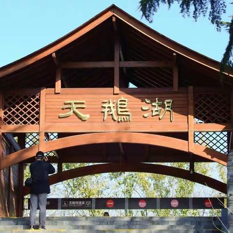 三门峡天鹅湖学习摄影         (尼康p900s拍摄)