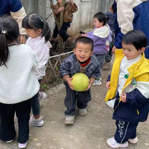 秋天的“柚”惑·自制柚子糖——横街中心幼儿园小二班班本课程