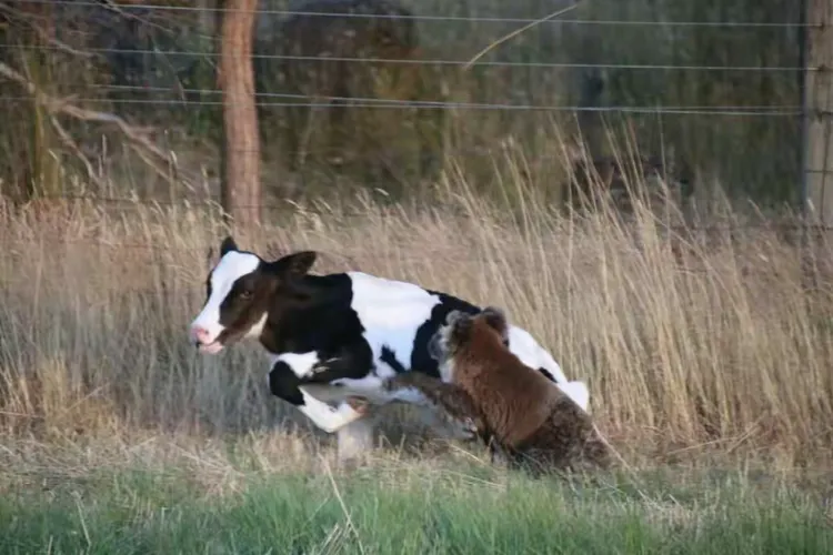 被马吓跑，又来欺负小牛。