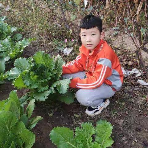 秋收的美丽