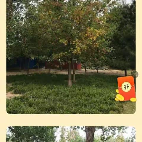 濮阳市实验小学行走在阅读间——四（5）班“三味书屋书社”寻找最美秋色