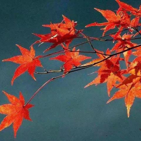 泊头市宏远学校全体教师教学研讨活动