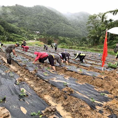 五指山市人力资源和社会保障局党支部开展“党旗飘扬在地头，种植瓜菜助产业振兴”主题党日活动