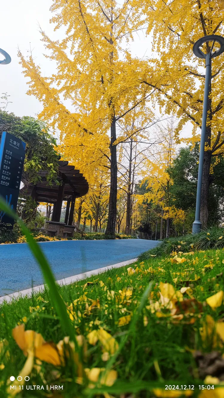 杭州滨江区北塘河岸:家门口的秋日画卷