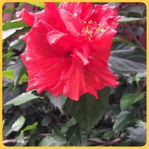 家长开放日—“爱的甜点”