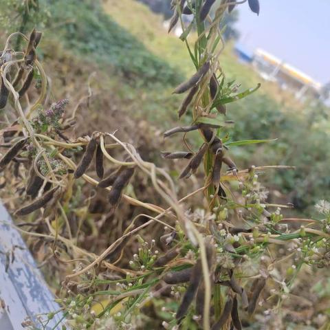 野生大豆
