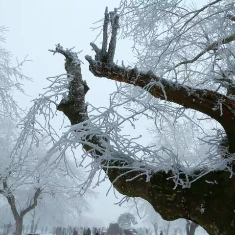 2018年的庐山雪～