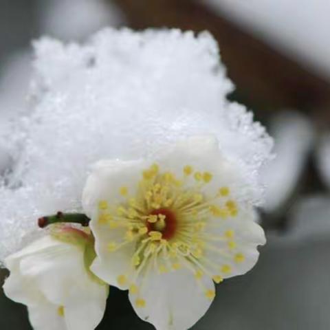 清华小学校应对暴风雪极端天气安全提示