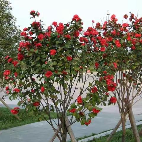 美丽的花