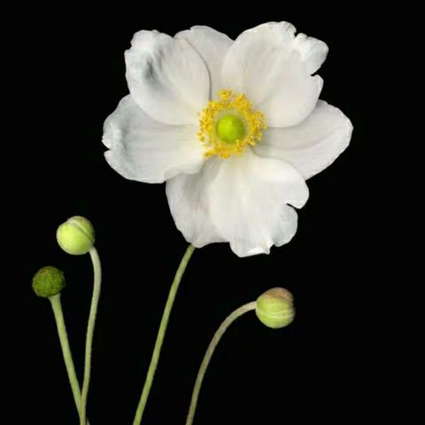 致我们终将远离的子女Kahlil Gibran On Children——纪伯伦：关于子女