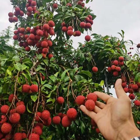 诗两首 荔枝颂