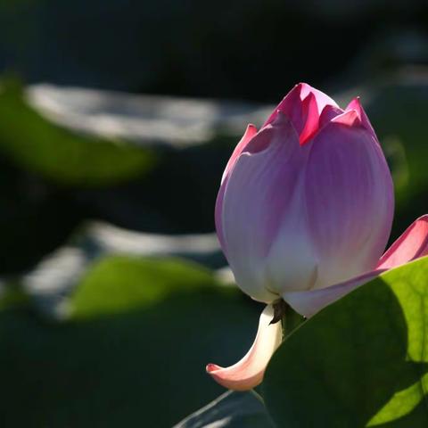 千姿百态看荷花---拍摄于铁岭莲花湖、昌图滨河俪城小区、辽河湿地__李志刚