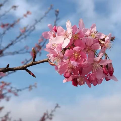 石印顶上樱花开，满山春色惹人来