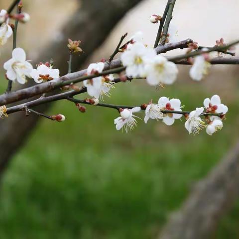 福建省第二届梅花节