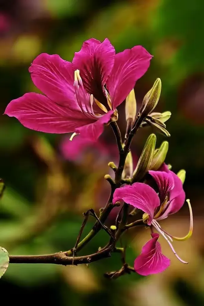 百花诗咏之香港市花:紫荆花
