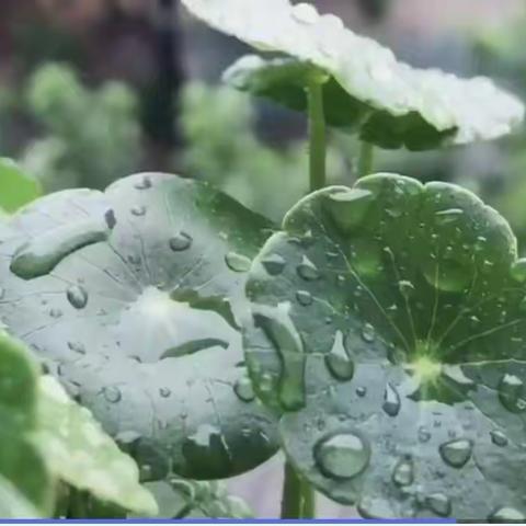 “雨”快时光——平邑兴蒙学校幼儿园中六班活动纪实