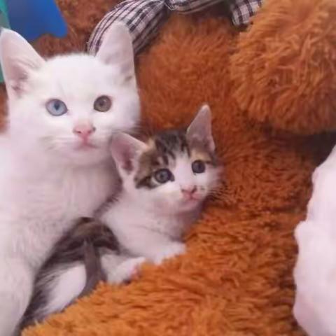 🐱🌸森塞的爱情故事💐🍁森塞是我收养的流浪猫，它顽皮、善良、可爱，本故事讲述了它和母猫花娜的爱情