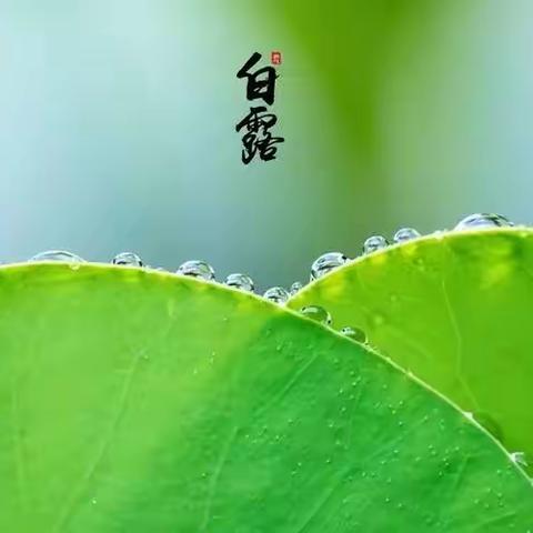 蒹葭苍苍，白露为霜