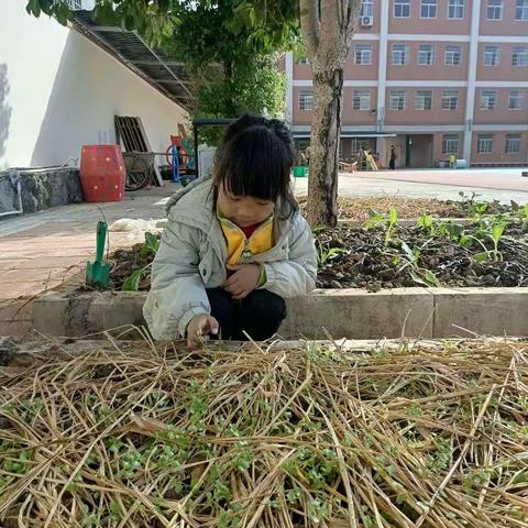 播种希望，收获快乐—记中一班自己动手做美食