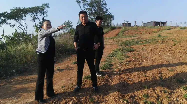 红叶石楠苗表价格