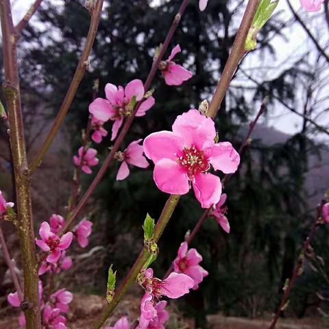 桃花梨花篇