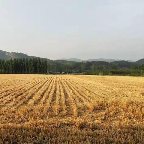 㩯铁茬儿