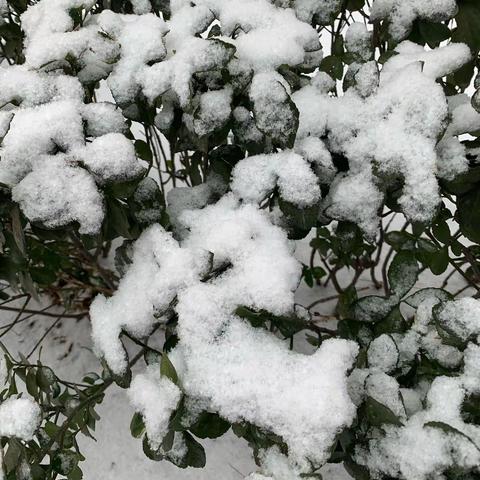 久违的雪，真好！——2019.2.12北京第一场雪