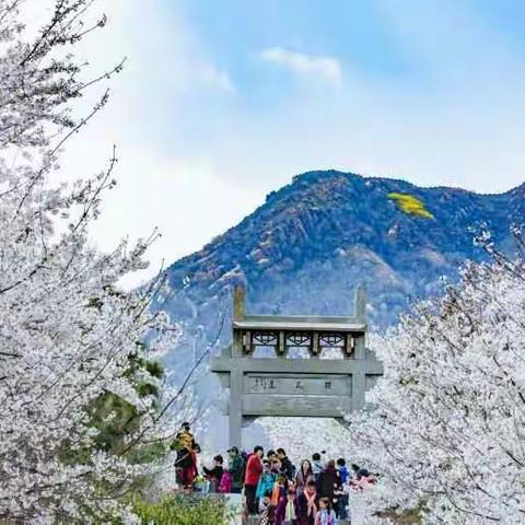 邹平樱花山美景