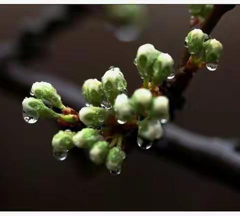 雨夜思亲