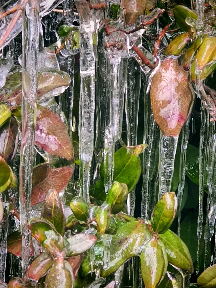 霰•雪•冻•雨•冰•棱 耘林花园首见霰雪现象