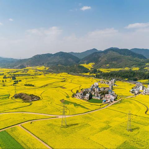 罗平菜花圆梦行