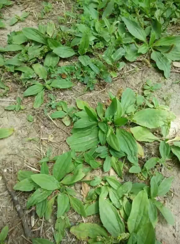车前草（车轱辘菜）