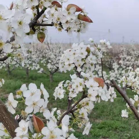 梨花满园开，春色满园来。