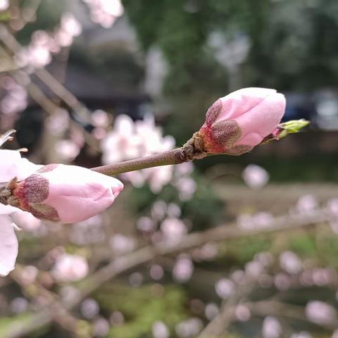 向春天奔跑而来