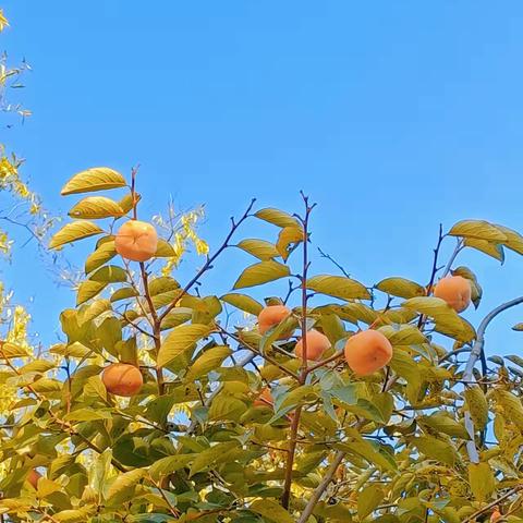 秋意浓，秋色美——堽城镇中心小学秋季美景