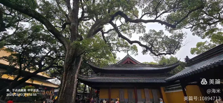 罗汉松价格2025年