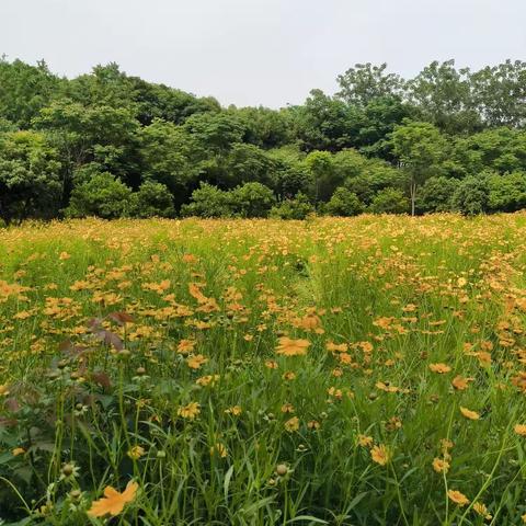 城南森林公园里的一片花